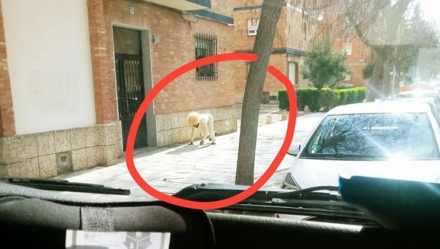 Se disfrazó de perro para violar la cuarentena