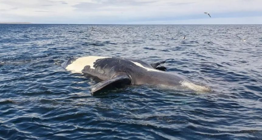 Preocupación en Chubut: confirman 13 ballenas muertas