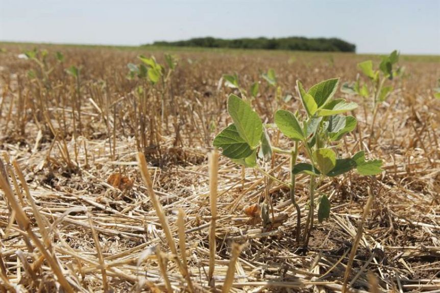 Provincia declaró el estado de Emergencia y Desastre Agropecuario en 33 municipios