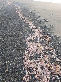Extraños especímenes marinos aparecieron en las costas de Tierra del Fuego y llamaron la atención por su particular forma