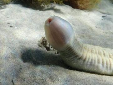 Extraños especímenes marinos aparecieron en las costas de Tierra del Fuego y llamaron la atención por su particular forma