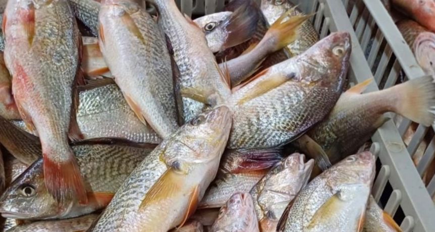 La Dirección Provincial de Pesca está en el ojo de la tormenta