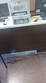 ¿Distrito Descentralizado el Gaucho con peligro de derrumbe?